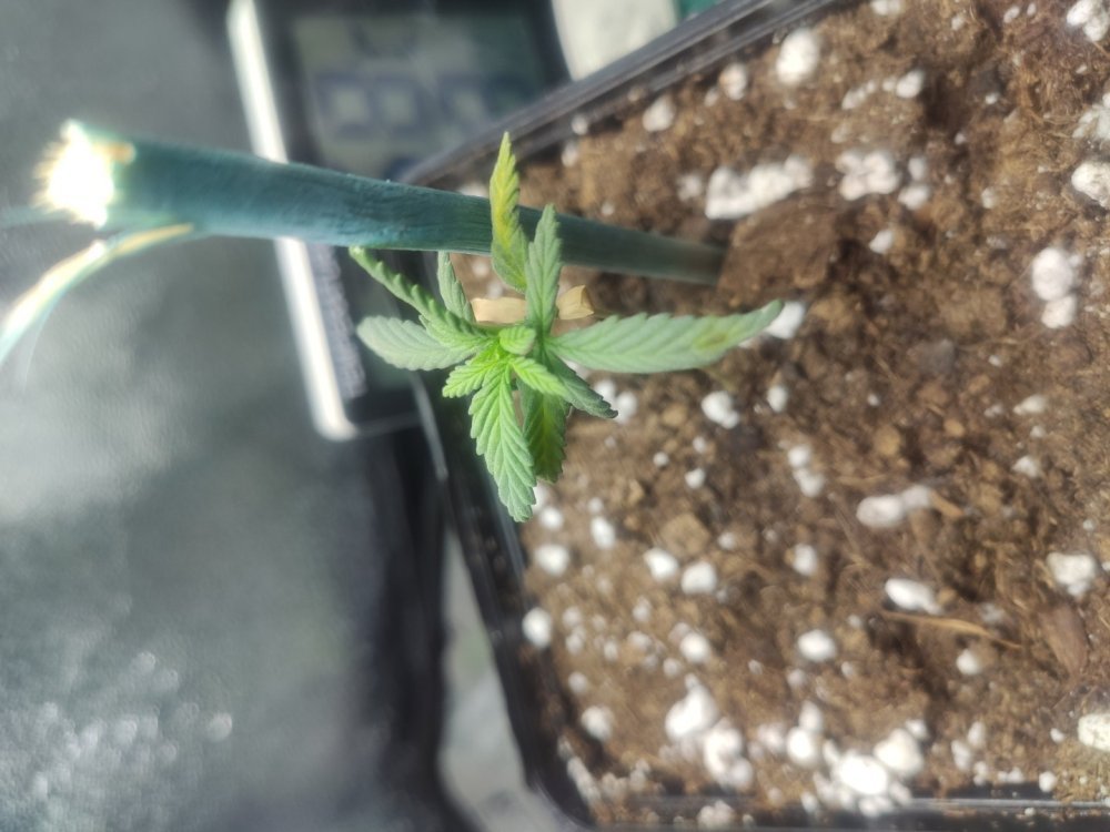 plantule gorilla zkittlez.jpg