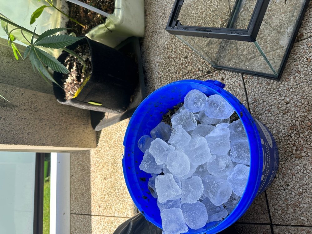 IMG_1758.thumb.jpeg.f3624d2c98f0c7b48a6acf88fff693fb.jpeg
