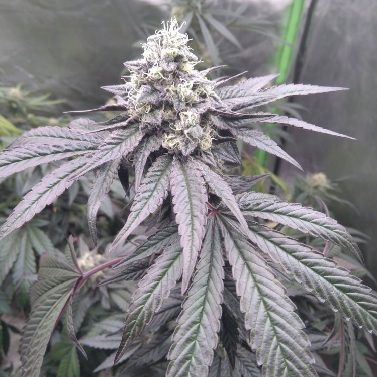 IMG_20230717_183209_1.thumb.jpg.756d980b406b86f5b435b2876571d4d6.jpg