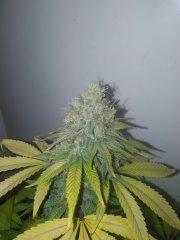 Bubble f+57 (cut) 23 (5).jpg