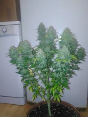 Bubble f+57 (cut) 23 (7).jpg