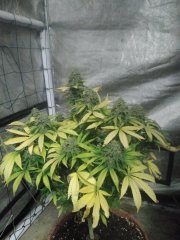 Bubble f+57 (cut) 23.jpg