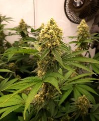 Philosopher Seeds Tahoe Og x Do-Si-Dos
