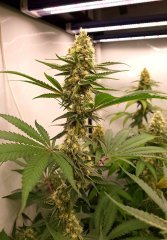 Philosopher Seeds Tahoe Og x Do-Si-Dos