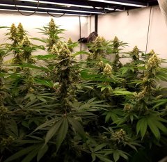 Philosopher Seeds Tahoe Og x Do-Si-Dos