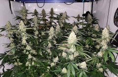 Philosopher seeds Tahoe Og x Do-Si-Dos