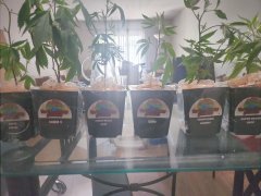 In the sticks garden clones.jpg