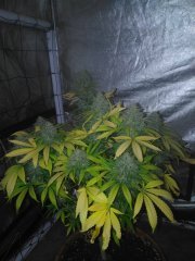 Bubble f+57 (cut) 23 (2).jpg