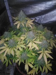 Bubble f+57 (cut) 23 (3).jpg