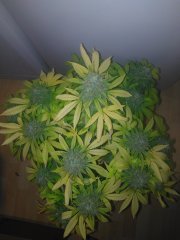 Bubble f+57 (cut) 23 (6).jpg