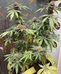 IMG_0375.jpeg