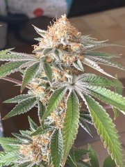 IMG_0389.jpeg