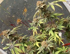 IMG_0406.jpeg