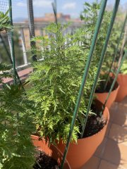 IMG_2024.jpeg