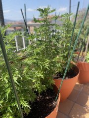 IMG_2025.jpeg