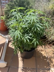 IMG_2027.jpeg