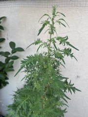 IMG_2031.jpeg