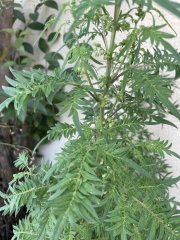 IMG_2032.jpeg