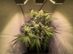 IMG_2068.jpeg