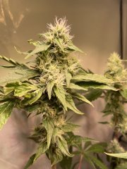 IMG_2069.jpeg