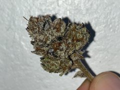 Zhead x Runtz