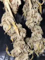 IMG_8743.jpeg