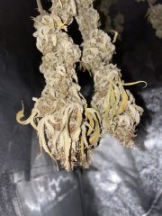 IMG_8744.jpeg
