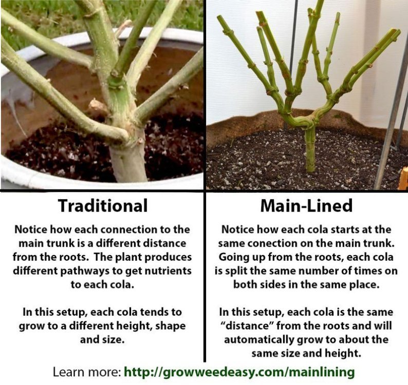 traditional-vs-main-lined-explanation.thumb.jpg.5e2098d92020bdf26fb462fe90a5361a.jpg