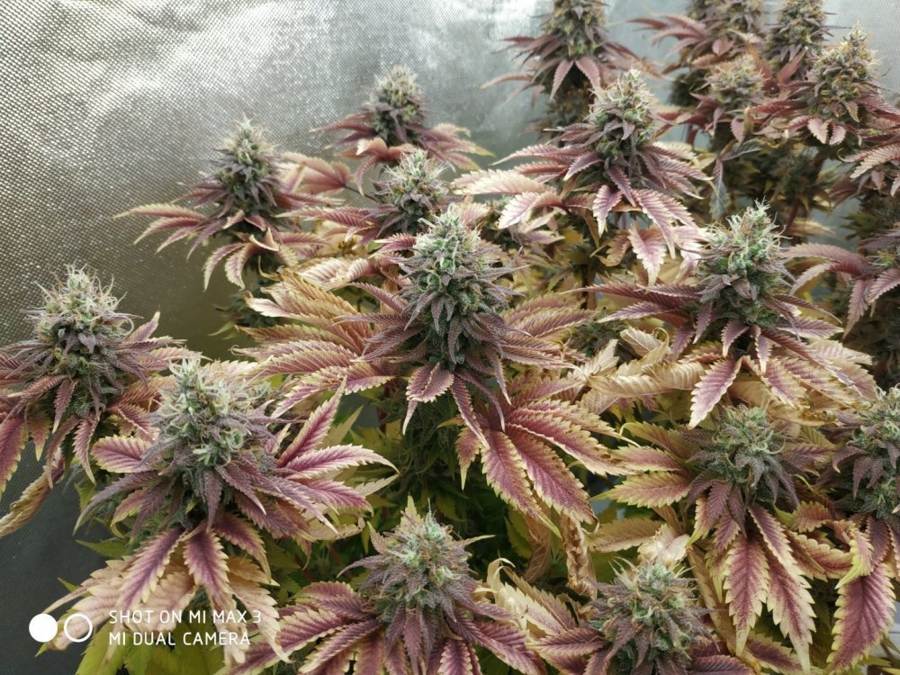 1414970681_Violatorkush-Barneysfarmseeds(LamictalNFT).thumb.jpg.ac97803dd0398941e28ed5aab41af1fa.jpg