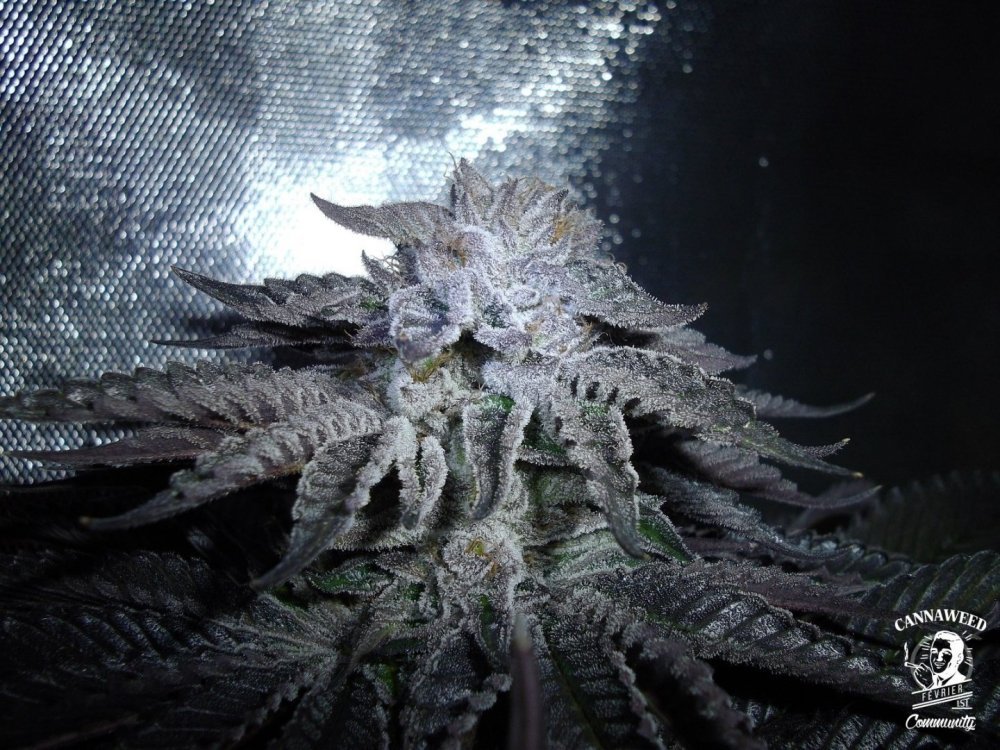 359000136_Bubblegum-Bulldogseeds.thumb.jpg.5ebc3bde34c3a28b6344965624be07dd.jpg
