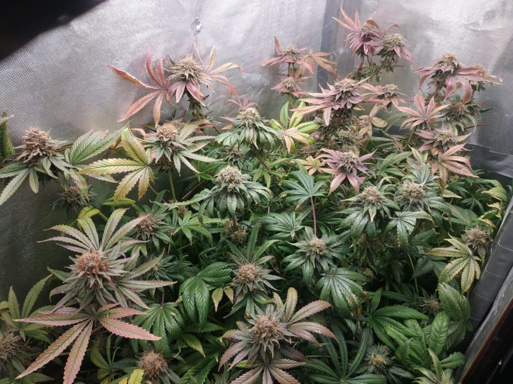 5531192_Herijuana-Sanniesseeds(LamictalNFT).thumb.jpg.247ccadb9754d6da576412c1e8f63a4f.jpg