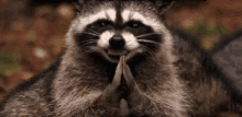 795809103_vtay-raccoon.gif.1b56eef24a2b31ea934acc90bafdf224.gif