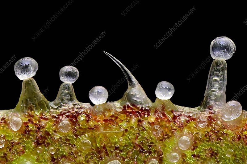 949906329_C0195323-Cannabis_trichomes_light_micrograph.jpg.70e2aa00a298c69233476206a4d76f3a.jpg