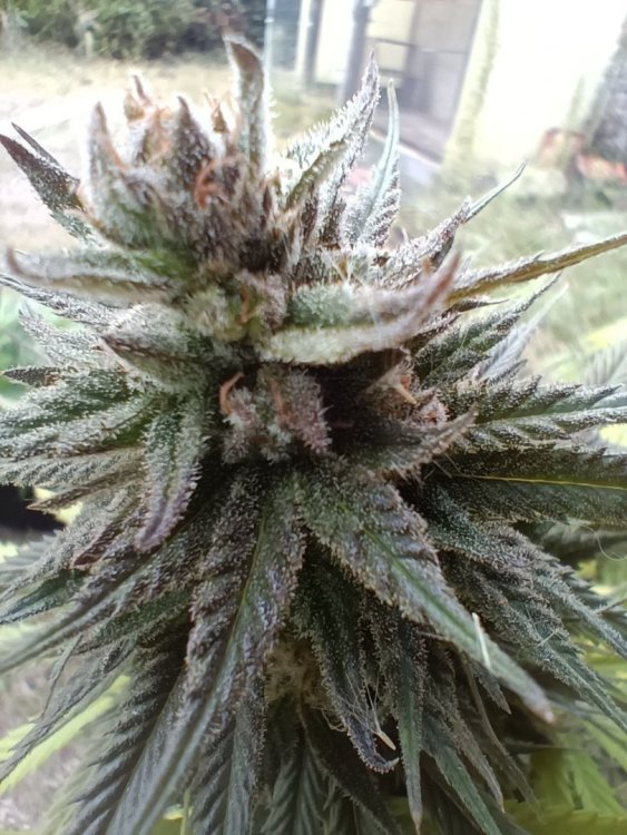 Bud.jpg
