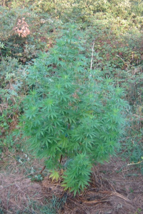 https://www.cannaweed.com/uploads/monthly_2023_08/DSC06691.thumb.JPG.7ed022660895c96f09895576d0681f1a.JPG