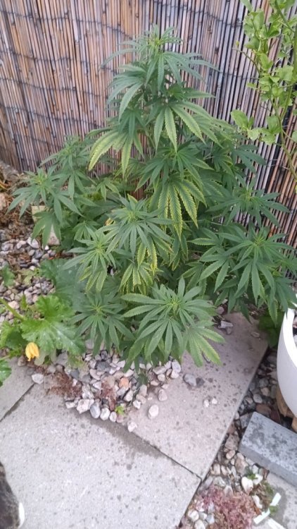 IMG-20230806-WA0015.jpeg