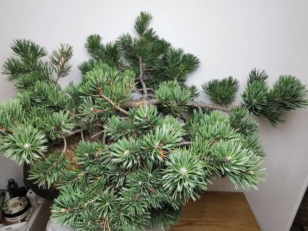 IMG_20230731_153538.thumb.jpg.19f30ee64bb46f754398a65e7e5cb5e7.jpg