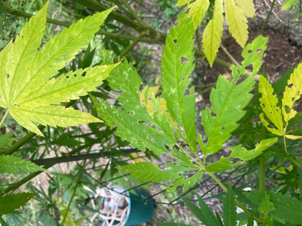 IMG_2757.jpeg