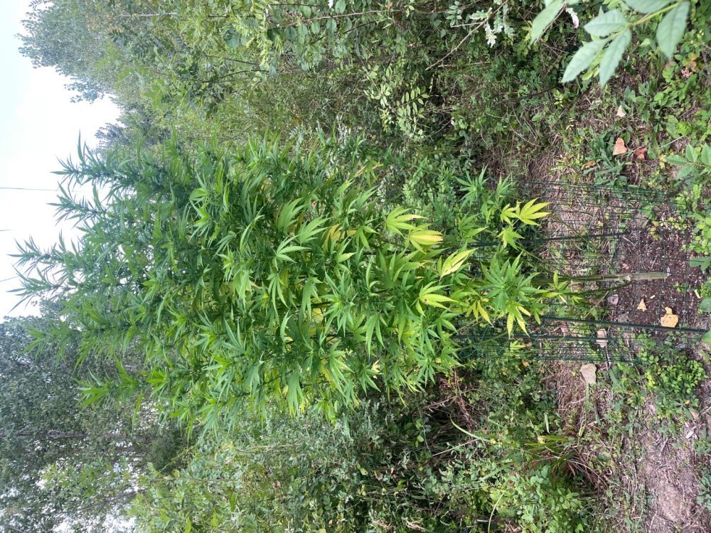 IMG_2762.jpeg