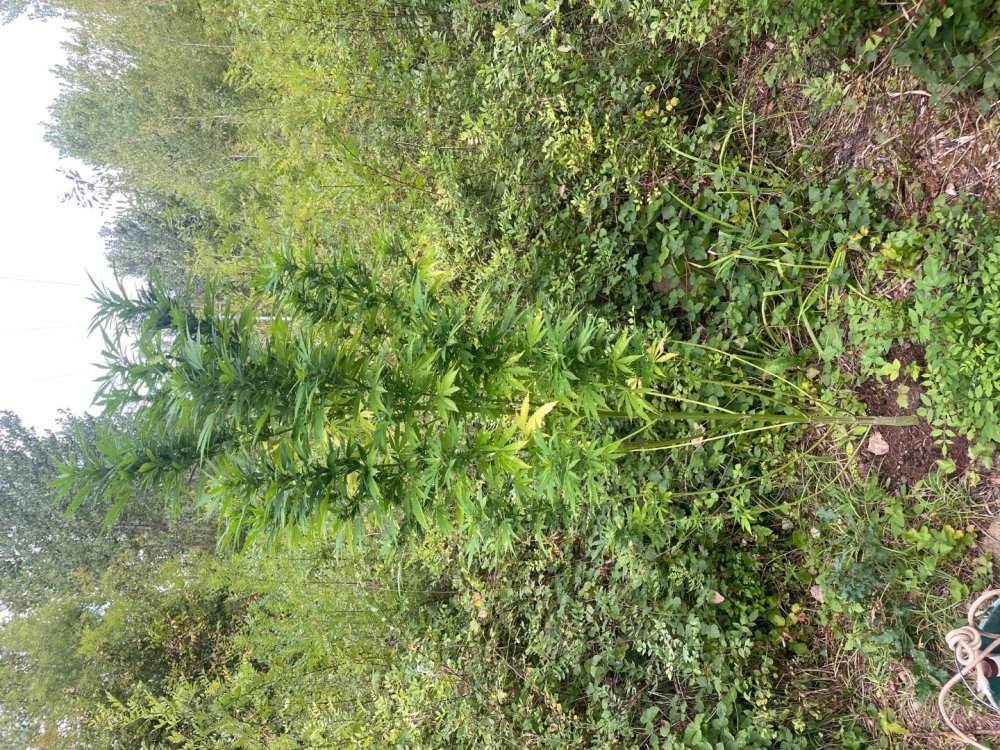 IMG_2765.jpeg