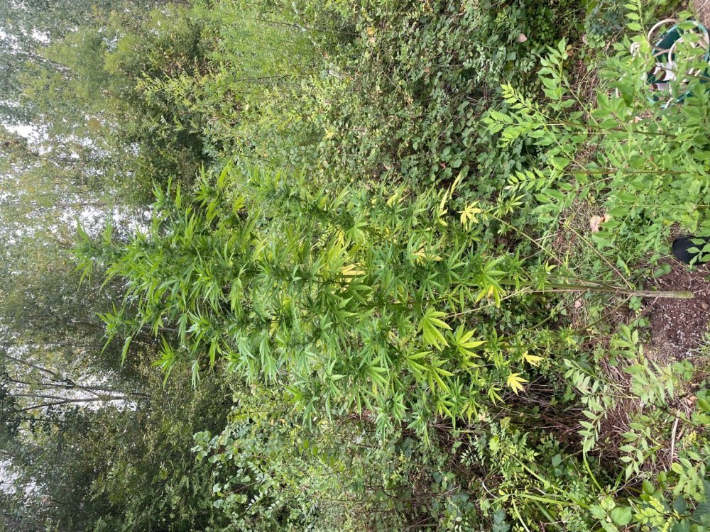IMG_2766.jpeg