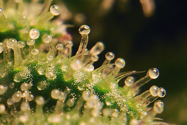 Trichomes-are-milky-white-.jpg.0b26e7d78e2f979fb00cea79027313a5.jpg