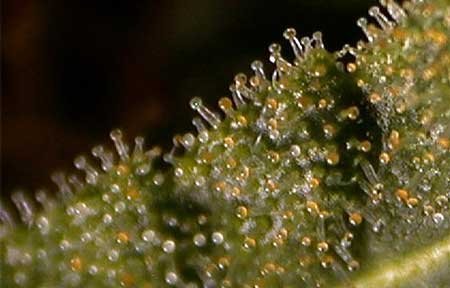 example-of-many-amber-trichomes-sm.jpg.5ba35de0f478e3703a3cbf6aa0496004.jpg