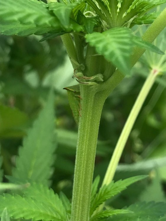 insecte_01.thumb.jpeg.5b65fd5a5fa7eba271fdf26b0b48cea0.jpeg