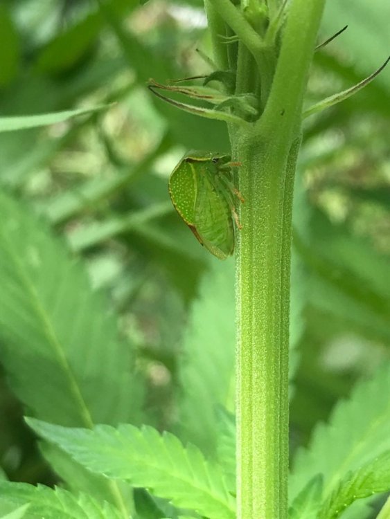 insecte_02.thumb.jpeg.e4299804f3e0a911cf4393b7184581cc.jpeg