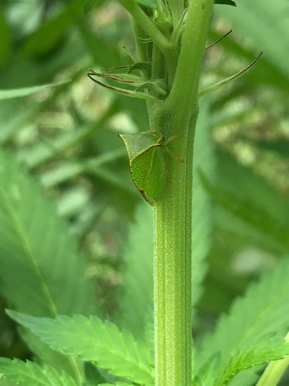 insecte_03.thumb.jpeg.fc6bb7e0afc603f1fd68c56cb4e107d1.jpeg