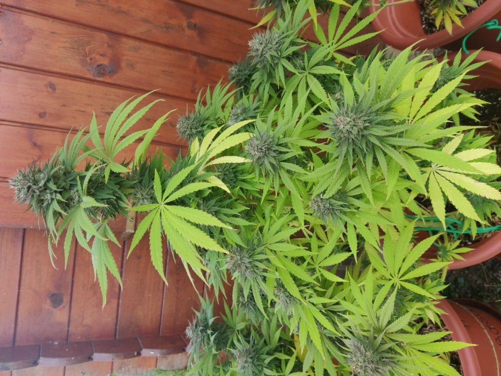 plant.jpg