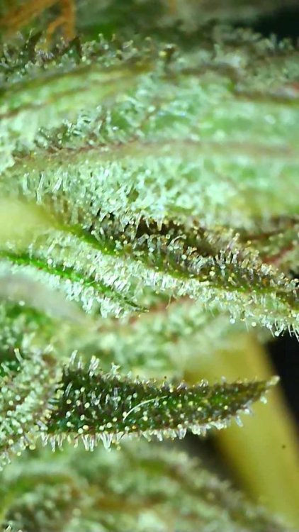 plant1_2.jpg