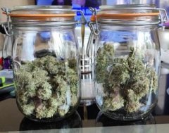Escobar 21 Pot Curing.jpg