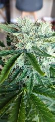 Escobar 21 Flo+34 Bud Apex Principale.jpg